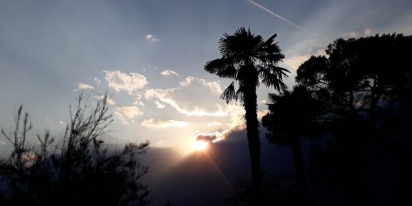 Abend mit Palme | Meran – Südtirol – Italien | 2018